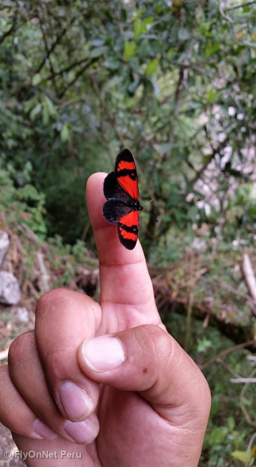 Photo Album: Butterfly seen during the hike