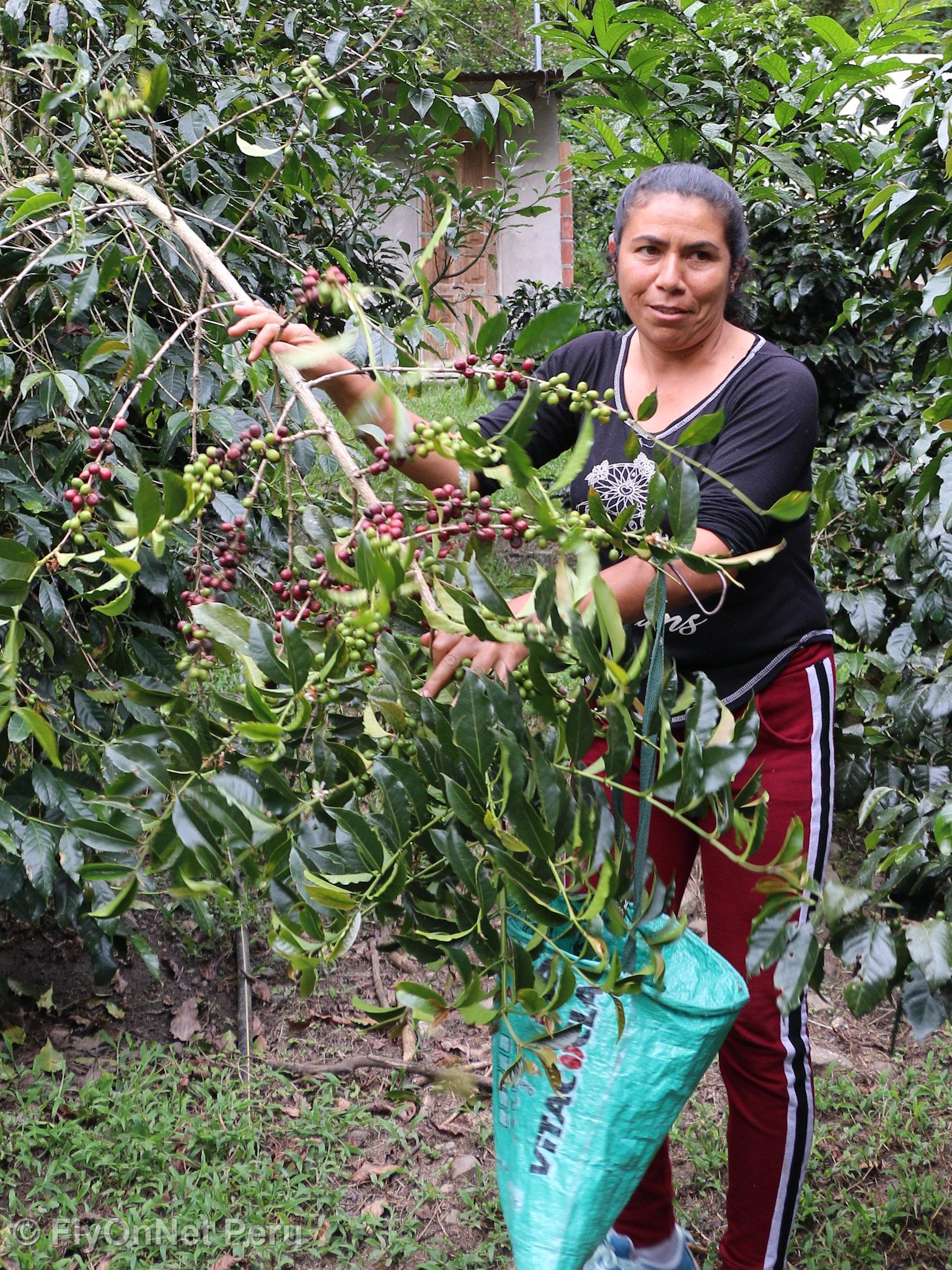 Photo Album: Visit to the coffee plantation